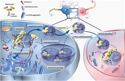 Vacuolar Protein Sorting Genes in Parkinson's Disease: A Re-appraisal of Mutations Detection Rate and Neurobiology of Disease